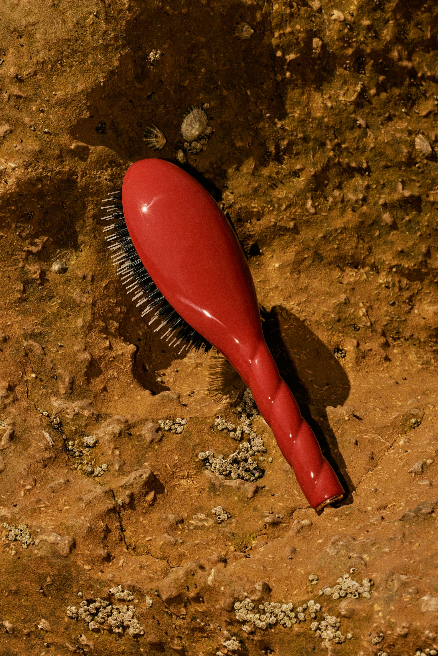 la-bonne-brosse-n-02-la-petite-brosse-d-m-lante-soin-l-indispensable-terre-battu image 5