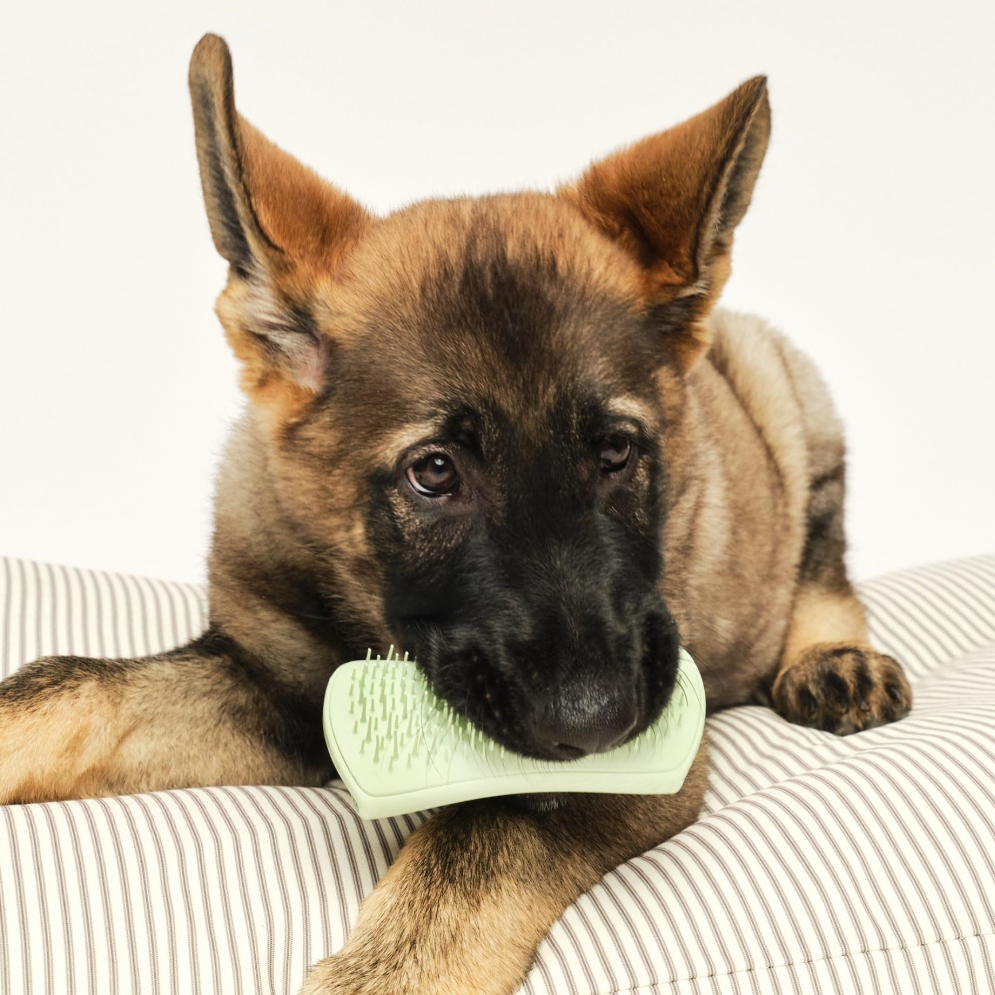 tangle-teezer-pet-teezer-puppy-brosse-de-toilettage-pour-chiot-peau-sensible-men image 7