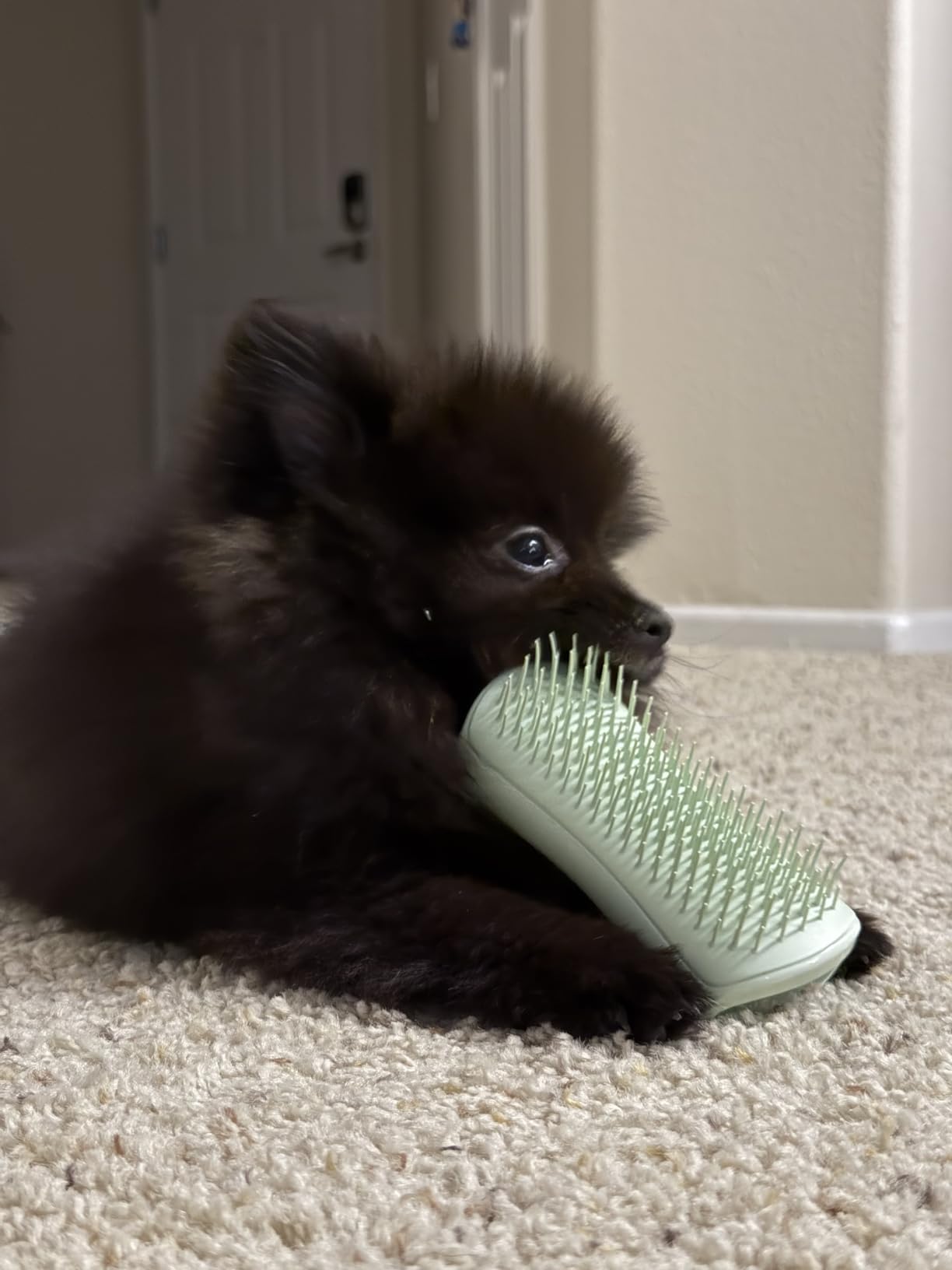 Notre chiot l'adore