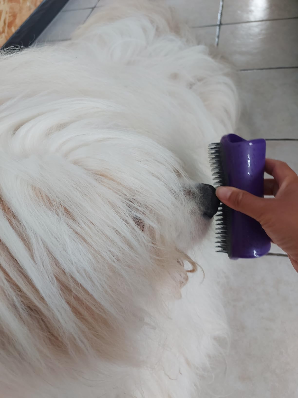 Adorée par mon bichon
