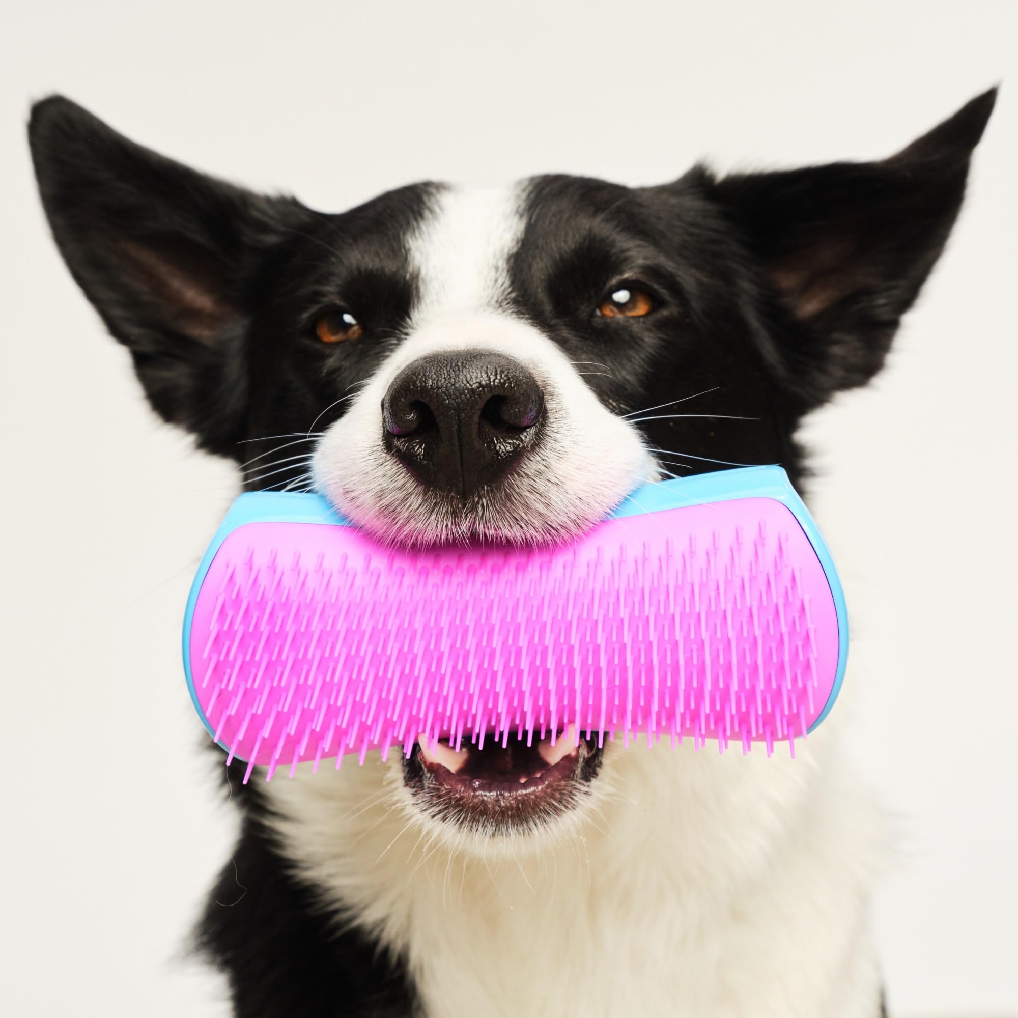 tangle-teezer-pet-teezer-grande-brosse-toilettage-chien-bleu-et-rose image 7