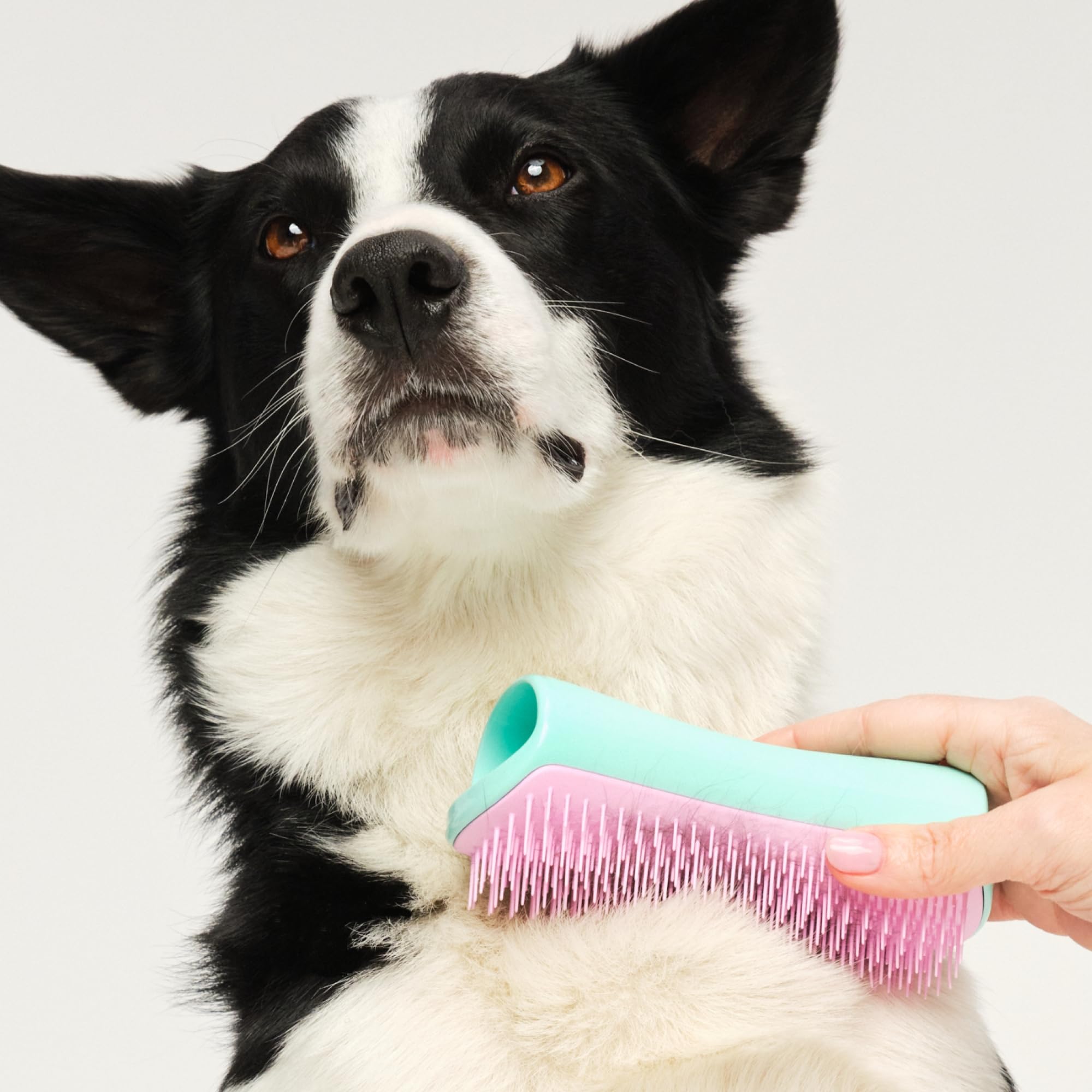 tangle-teezer-pet-teezer-menthe-et-rose-brosse-toilettage-chien image 3