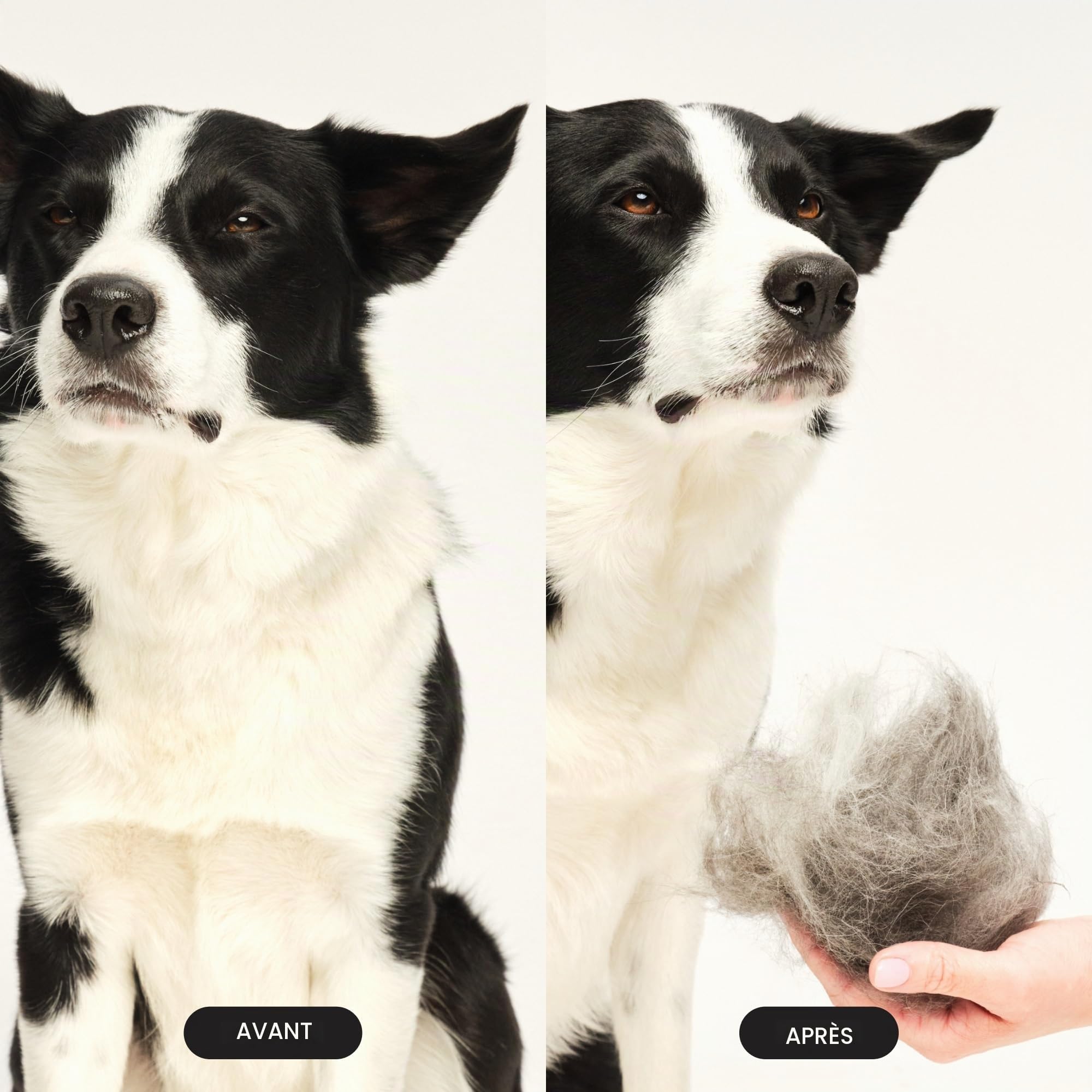 tangle-teezer-pet-teezer-grande-brosse-toilettage-chien-bleu-et-rose image 5