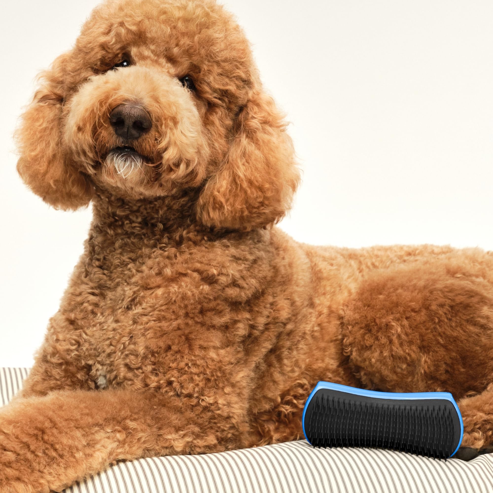 tangle-teezer-pet-teezer-brosse-d-m-lante-chien-bleu-bleuet-sec-et-bain image 6