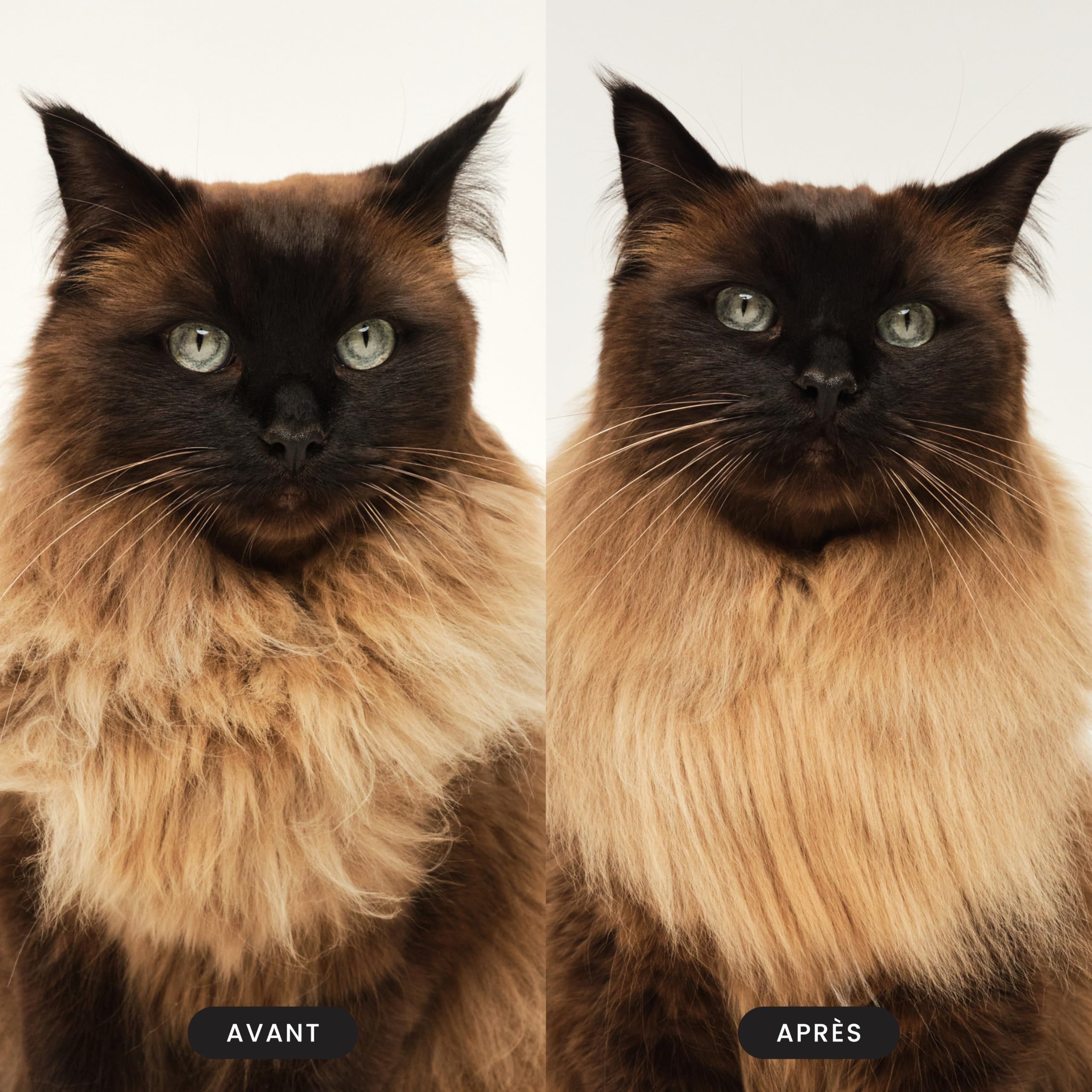 tangle-teezer-pet-teezer-cat-brosse-de-toilettage-pour-chat-poils-courts-mi-long image 6